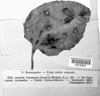 Mycosphaerella plantaginis image
